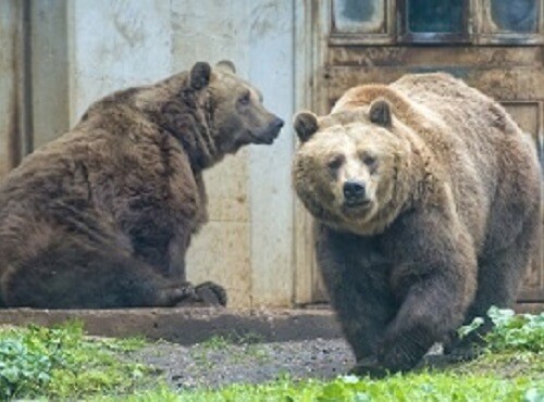 How To Spot A Bear In British Columbia
