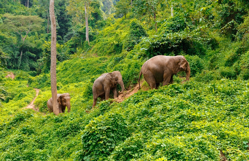 Three elephants walking through forest in Chiang Mai Thailand