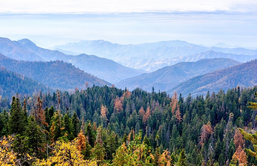 Ancient Forests of California