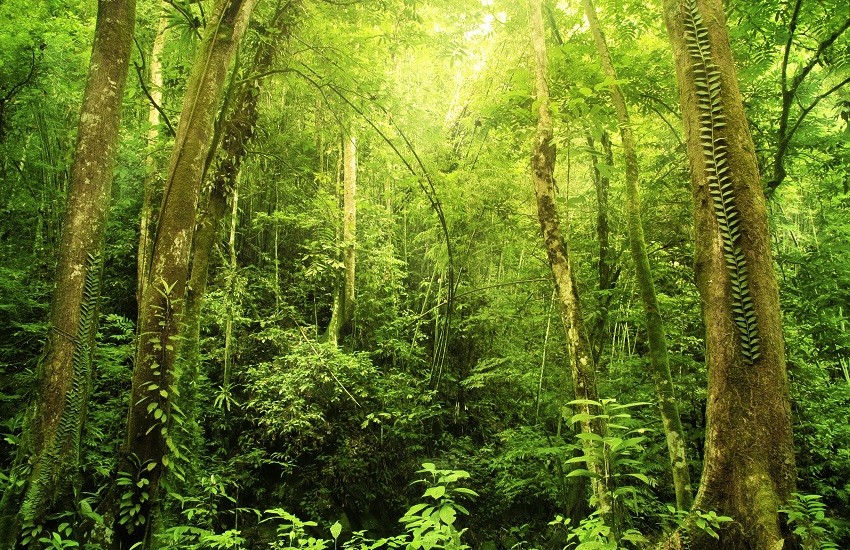 Singapore, Orangutans & Beach