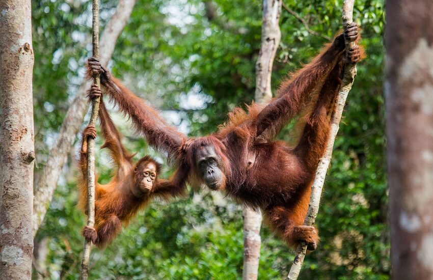 Orangutan mother and her young swinging between branches in the rainforest of Borneo, with the young gripping a branch with one hand and its mother with the other.