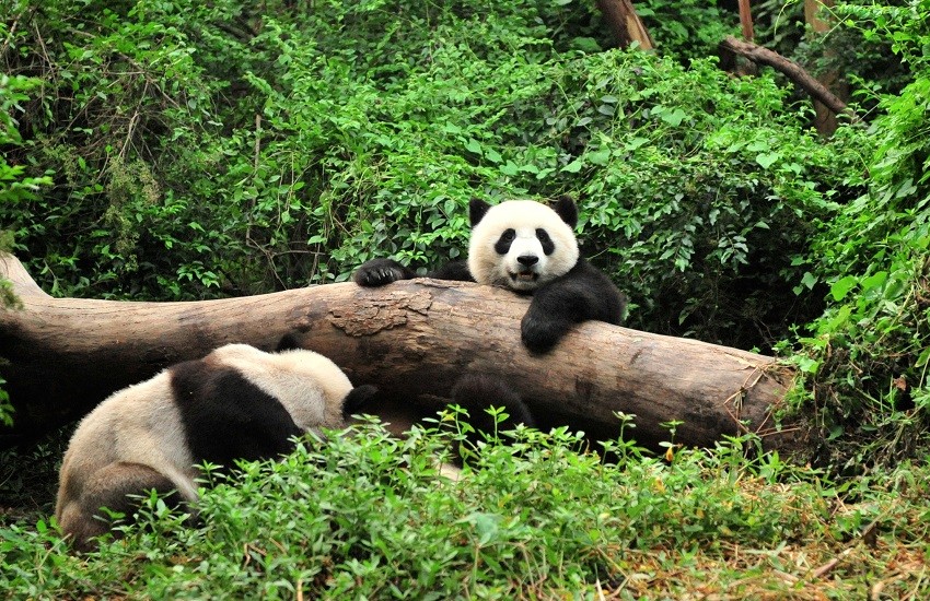 Two giant pandas playing around a fallen tree trunk in a forest setting in Chengdu, China