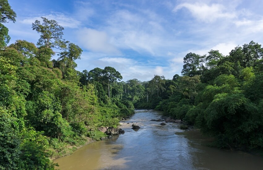 The Segama River flowing through undisturbed lowland dipterocarp forest in the Danum Valley Conservation Area.