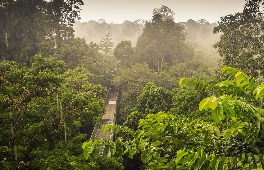 Canopy walkway through the lush rainforest at Sepilok Rainforest, beneath a rainy, overcast sky.