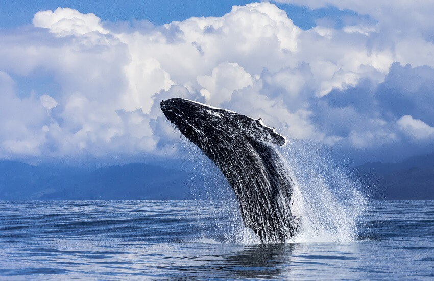 Wildlife of Costa Rica