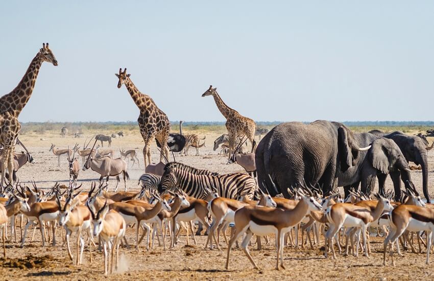 Zebra, giraffes, elephants and an ostrich gathered in the open plains of Etosha National Park, Namibia.
