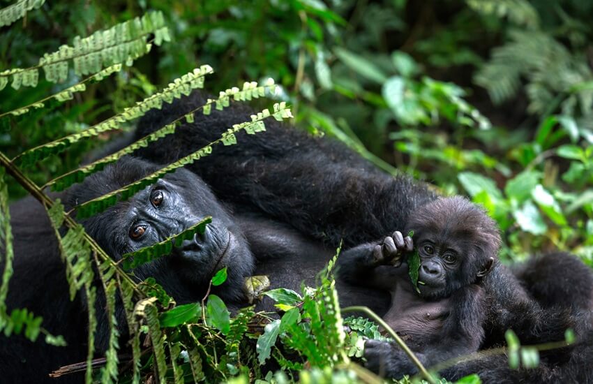 A mother gorilla lying in thick vegetation with her baby beside her in the Bwindi Impenetrable Forest, Uganda.