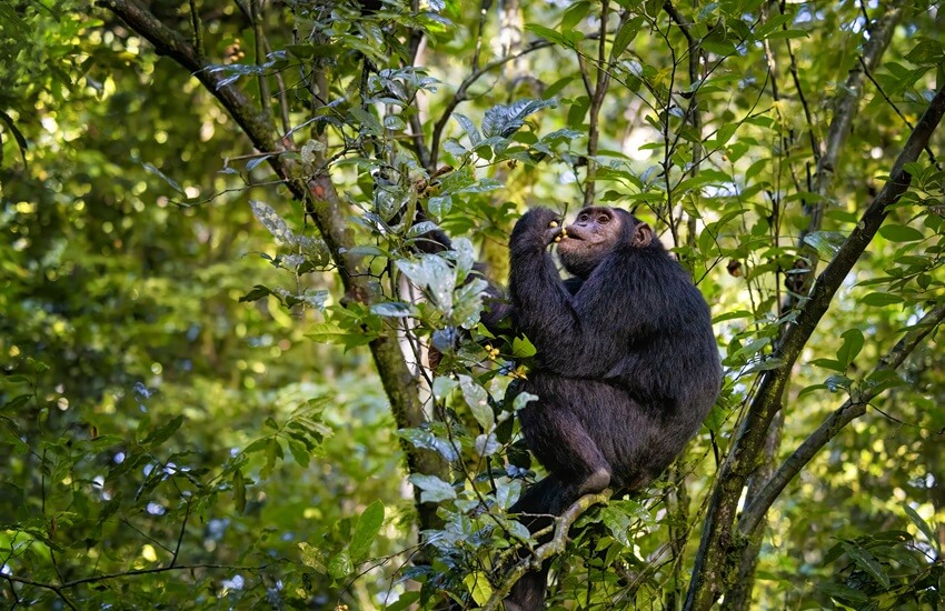 A chimpanzee sitting in a tree in Kibale Forest, Uganda, eating berries among dense green foliage.